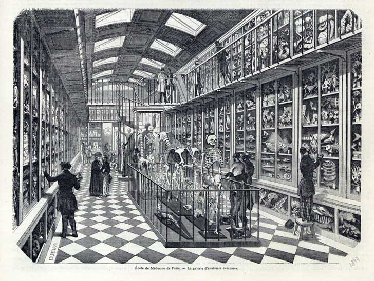 &Eacute;cole de m&eacute;decine Paris. La galerie d'anatomie compar&eacute;e