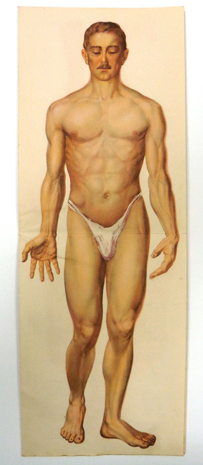 El cuerpo masculino