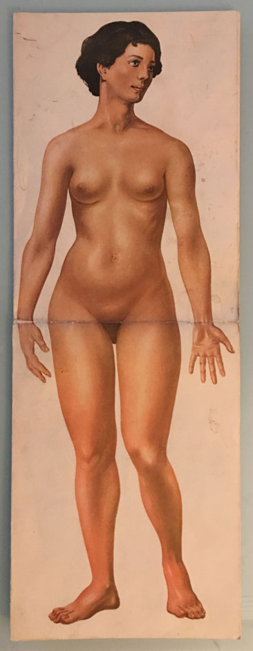 Anatomía de la mujer