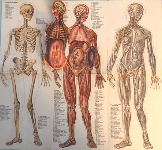 Anatomía de la mujer