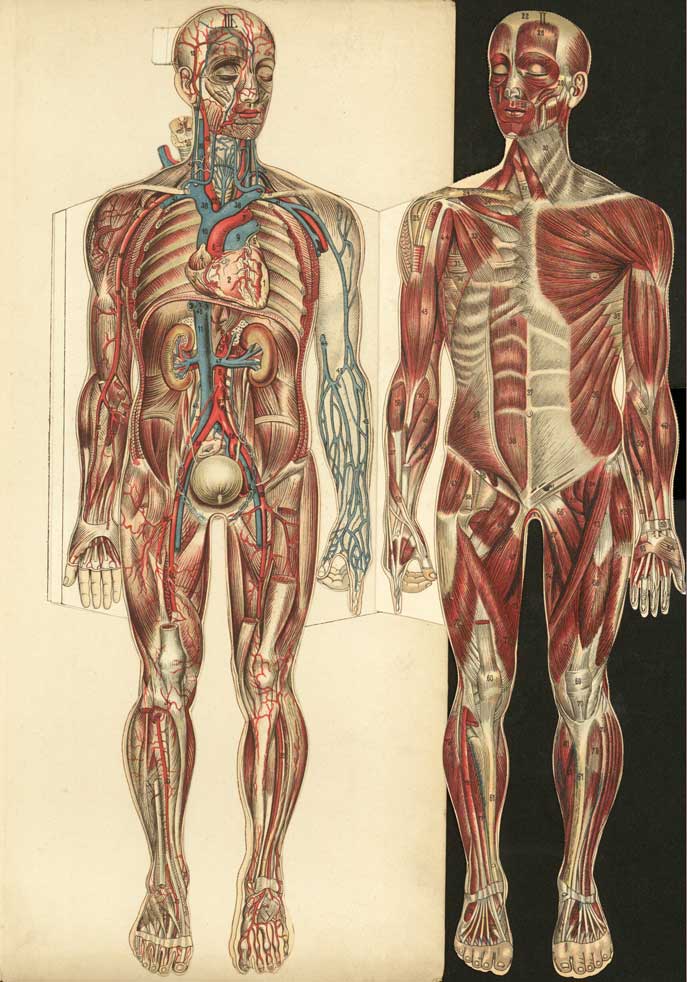 Philips' Populkar Mannikin