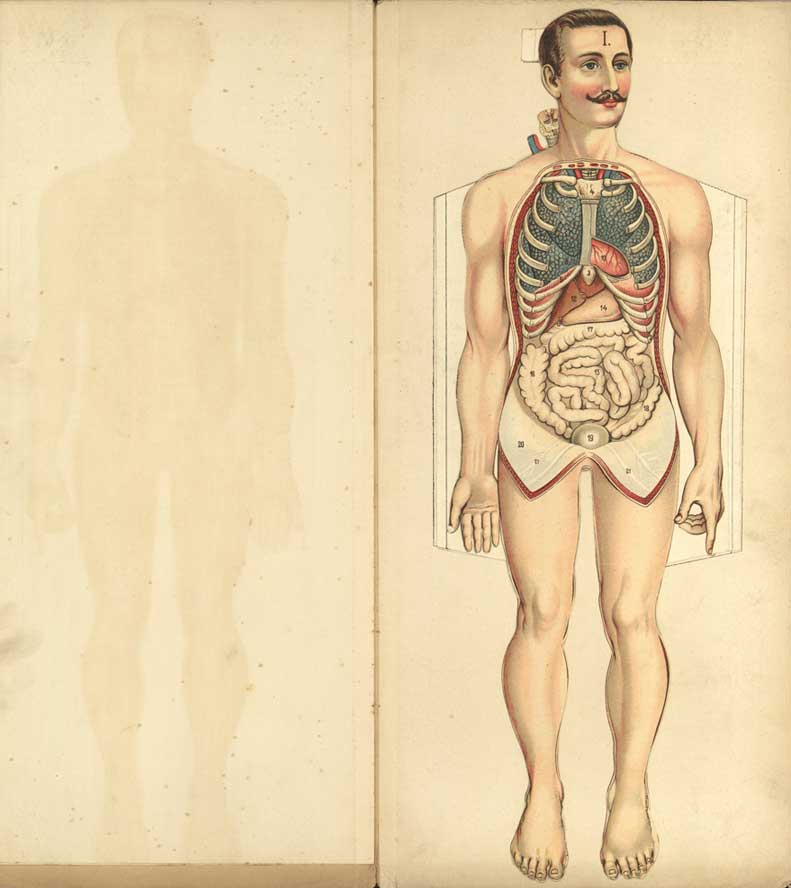 Philips' Popular Mannikin