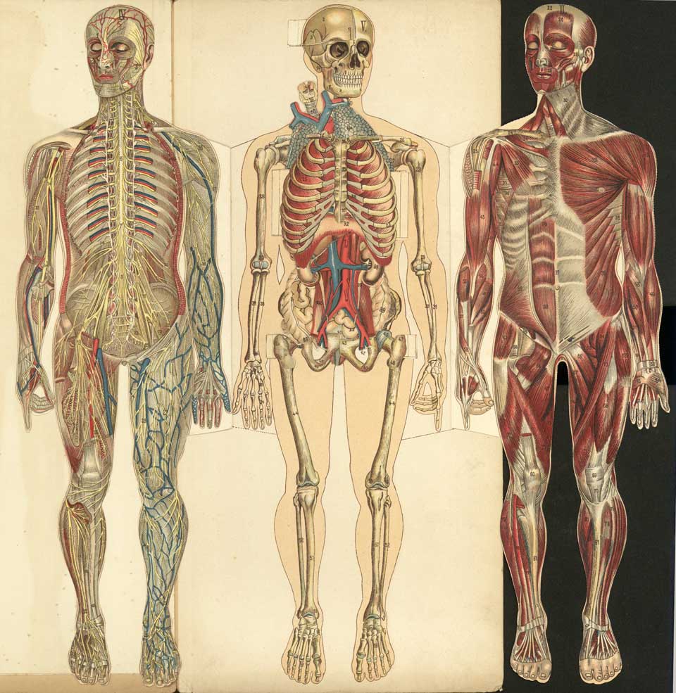 Philips' Popular Mannikin