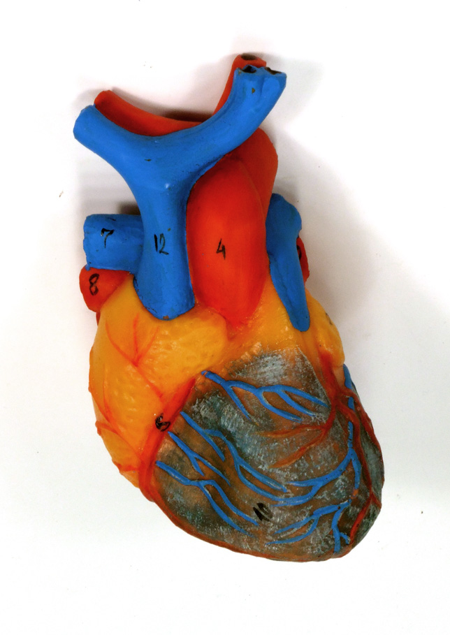 Modelo de corzón para la enseñanza