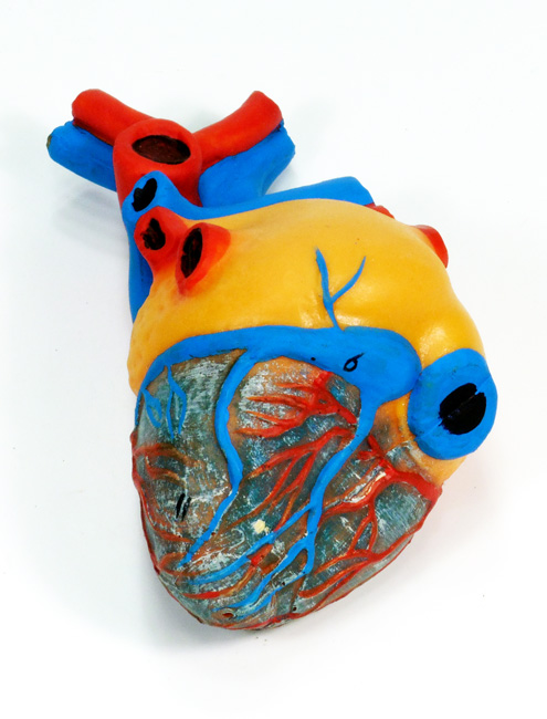 Modelo de corazón para la enseñanza